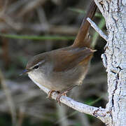 Cetti's Warbler