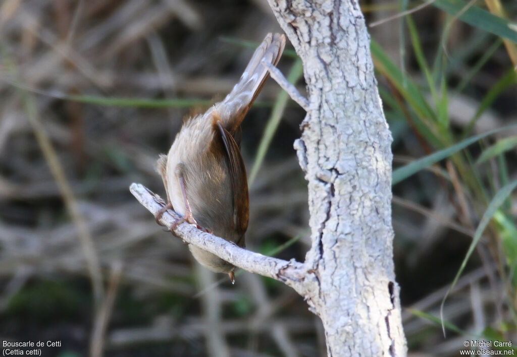 Bouscarle de Cettiadulte, identification, composition