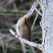 Cetti's Warbler