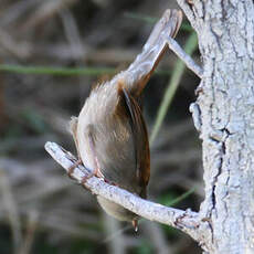 Bouscarle de Cetti