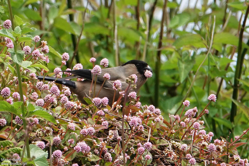 Bouvreuil des Açoresadulte, habitat, mange