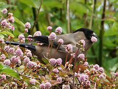 Azores Bullfinch