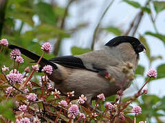 Azores Bullfinch