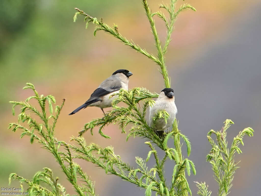 Azores Bullfinchadult, eats