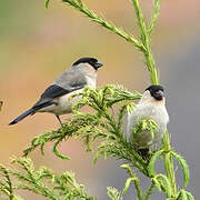 Azores Bullfinch