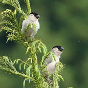 Azores Bullfinch