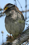 White-throated Sparrow