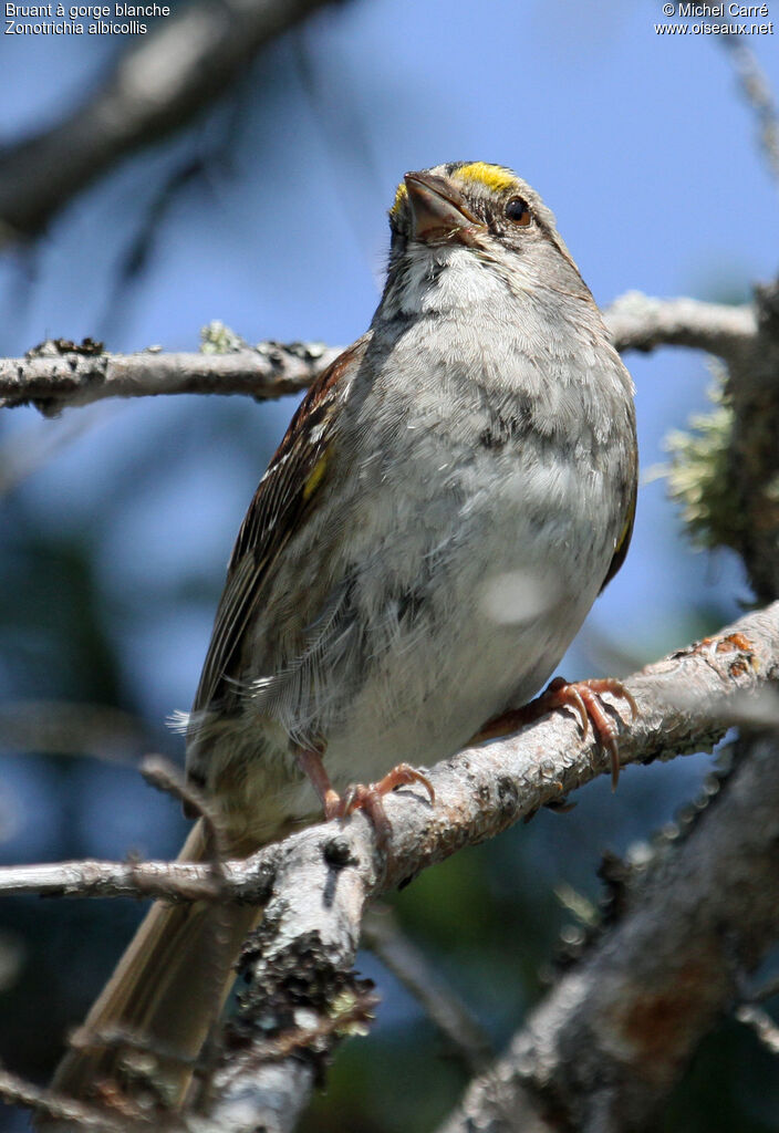 White-throated Sparrowadult