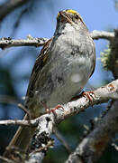 White-throated Sparrow