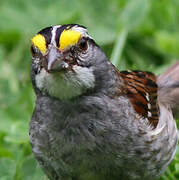 White-throated Sparrow