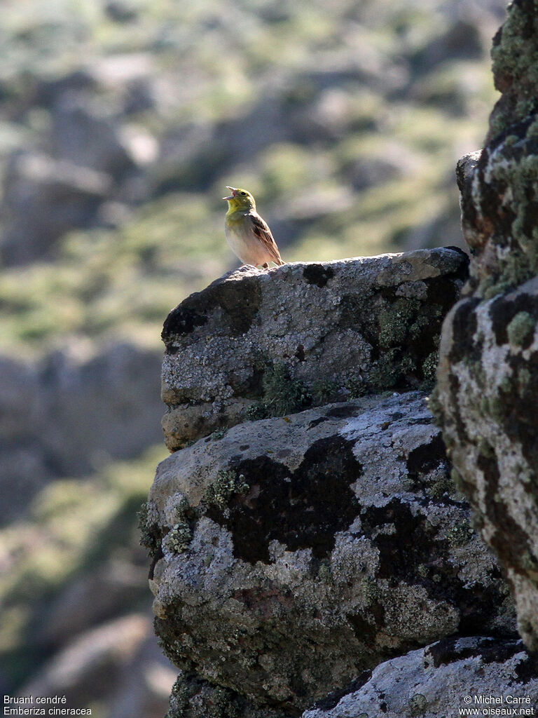 Cinereous Bunting male adult breeding, song