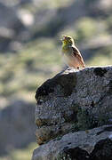 Cinereous Bunting