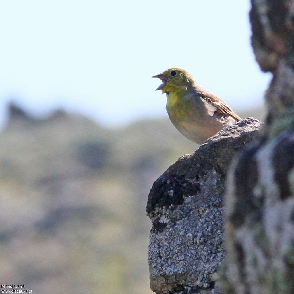 Cinereous Bunting male adult breeding, habitat, song