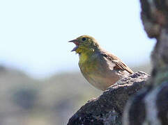 Cinereous Bunting