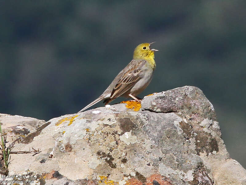 Cinereous Bunting male adult breeding, identification, song