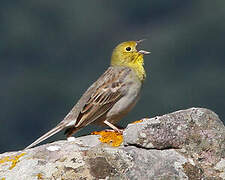 Cinereous Bunting