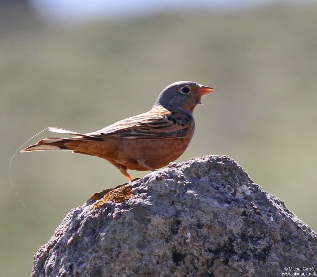 Cretzschmar's Bunting male adult breeding