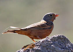 Cretzschmar's Bunting