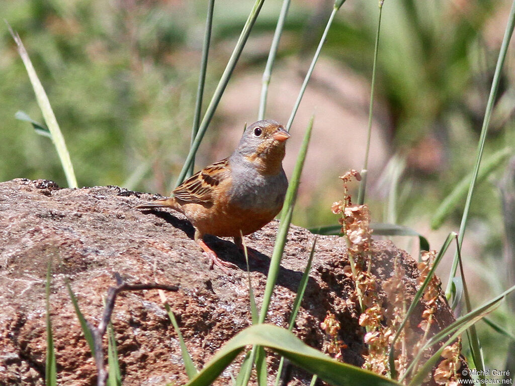 Cretzschmar's Bunting male adult breeding