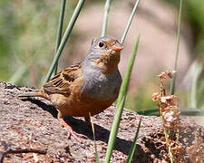 Cretzschmar's Bunting