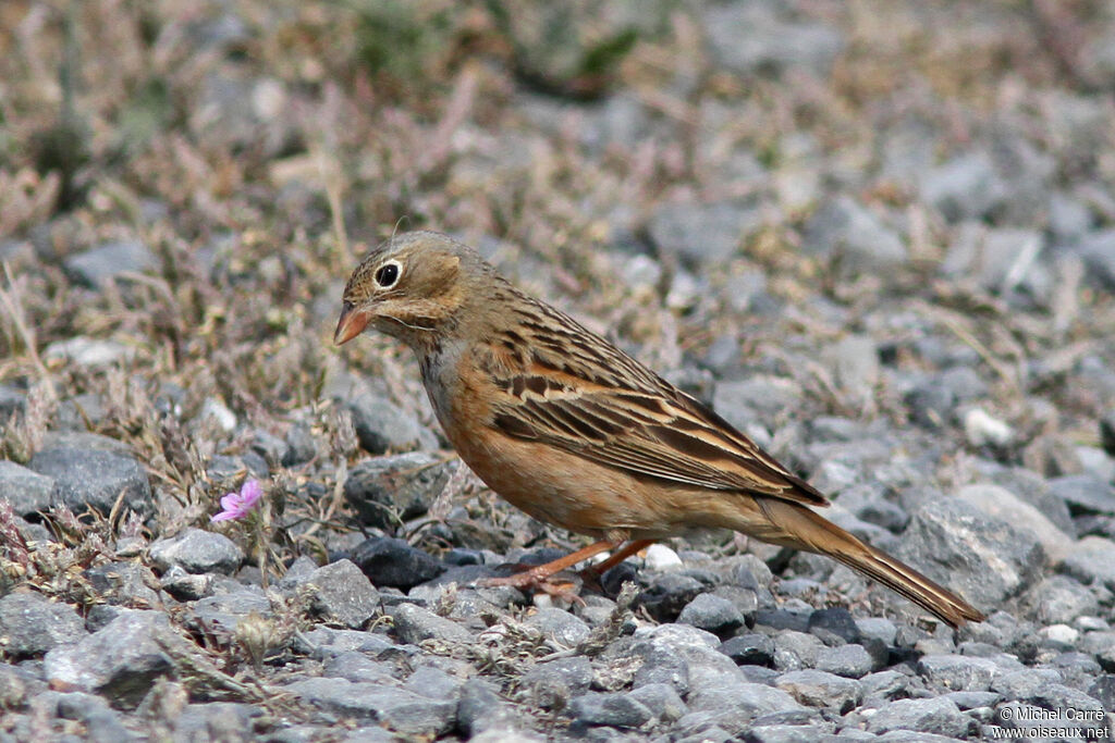 Cretzschmar's Bunting female adult, Reproduction-nesting