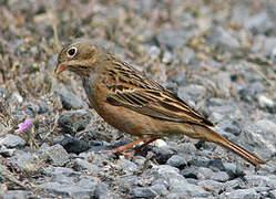 Cretzschmar's Bunting