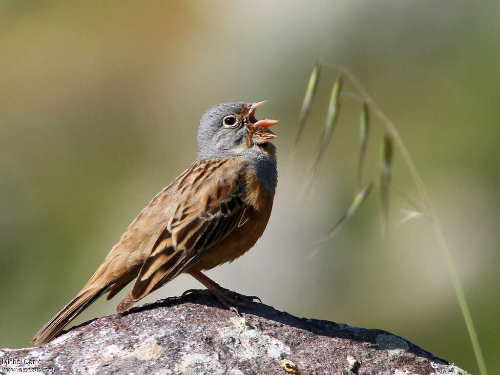 Cretzschmar's Bunting male adult breeding, song