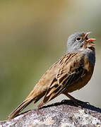 Cretzschmar's Bunting