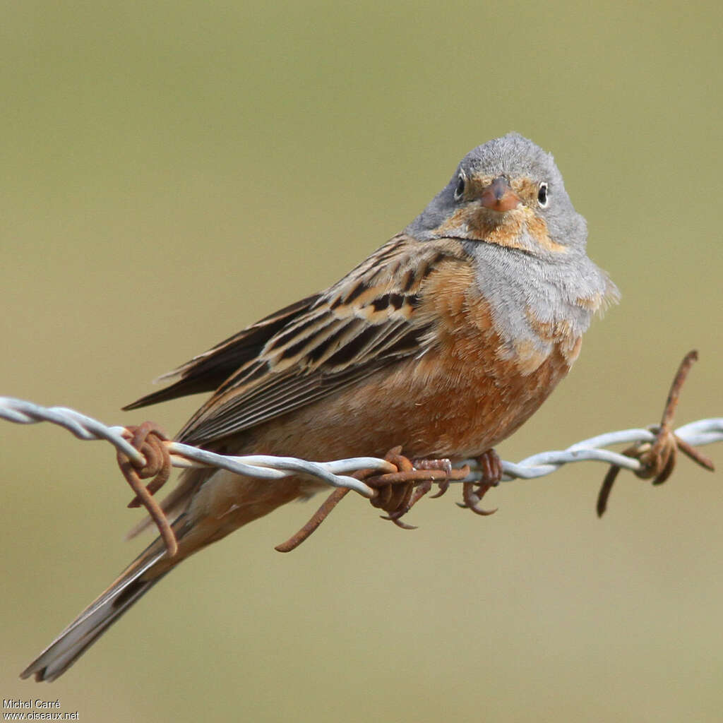 Cretzschmar's Bunting male adult breeding, close-up portrait