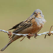 Cretzschmar's Bunting