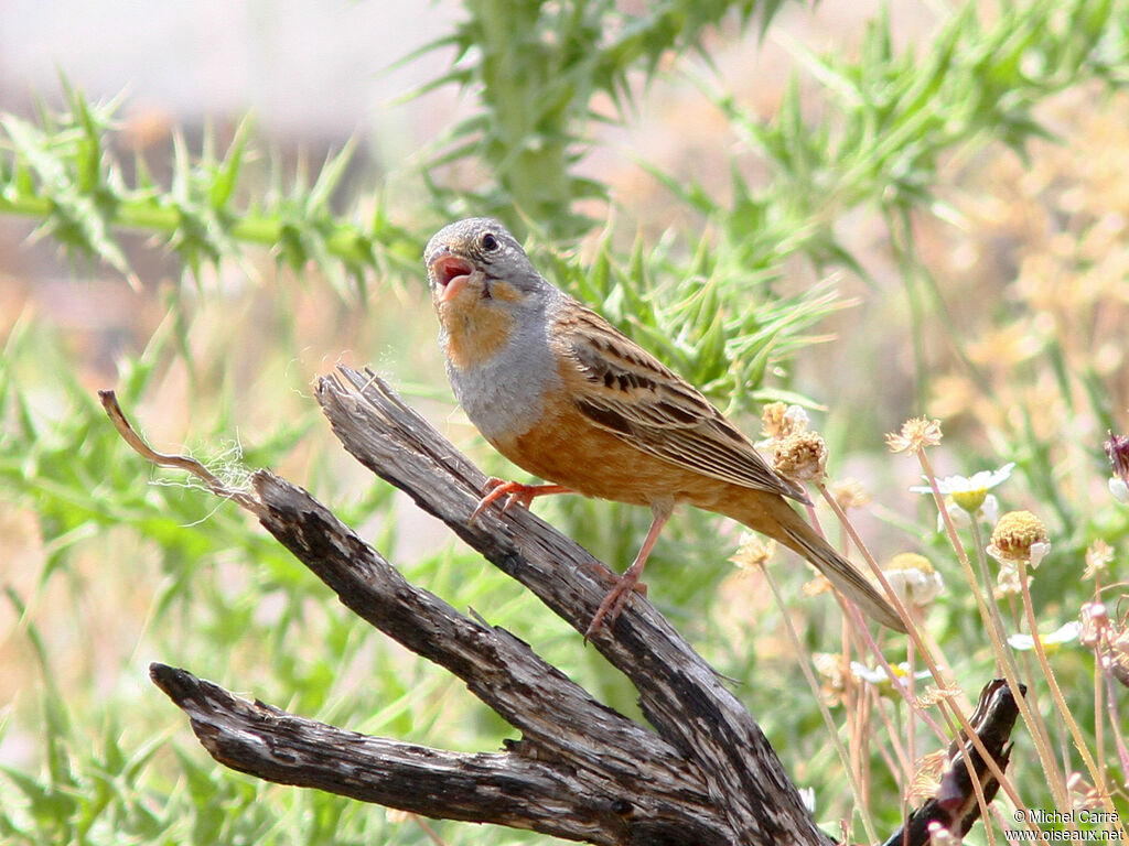 Cretzschmar's Bunting male adult breeding, song