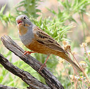 Cretzschmar's Bunting