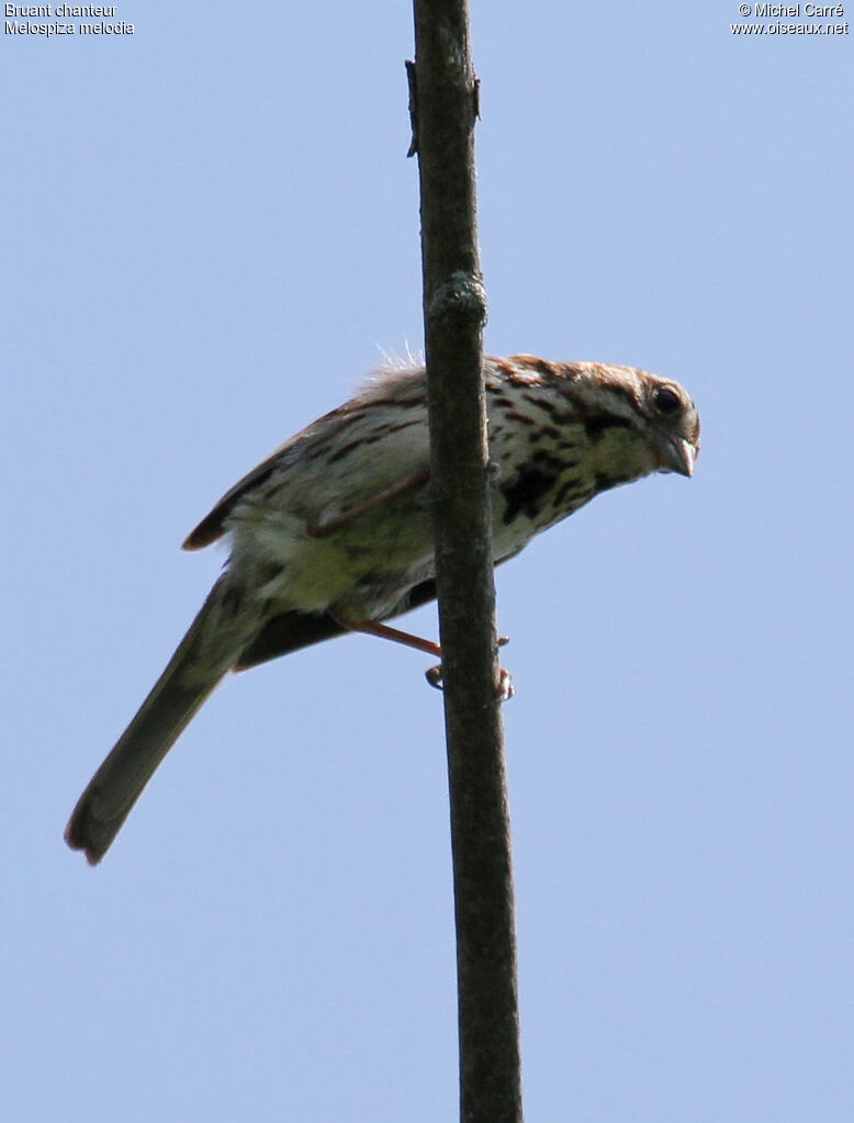 Bruant chanteuradulte