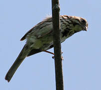 Song Sparrow