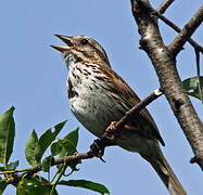 Song Sparrow