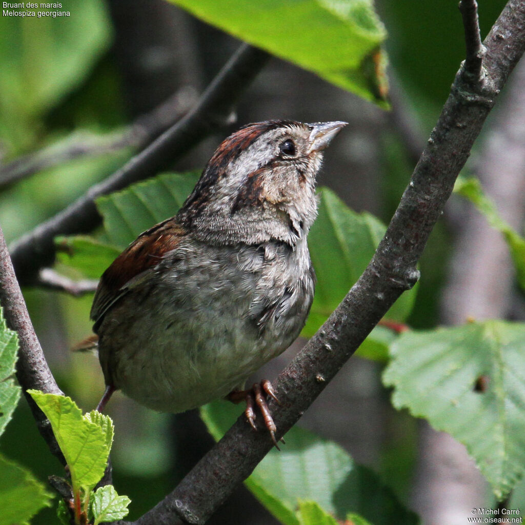 Bruant des maraisadulte