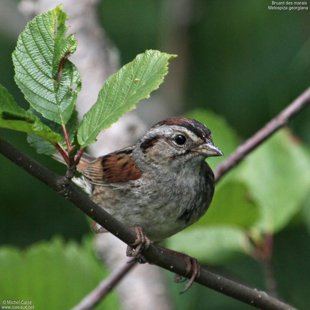 Swamp Sparrowadult