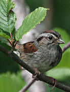 Swamp Sparrow