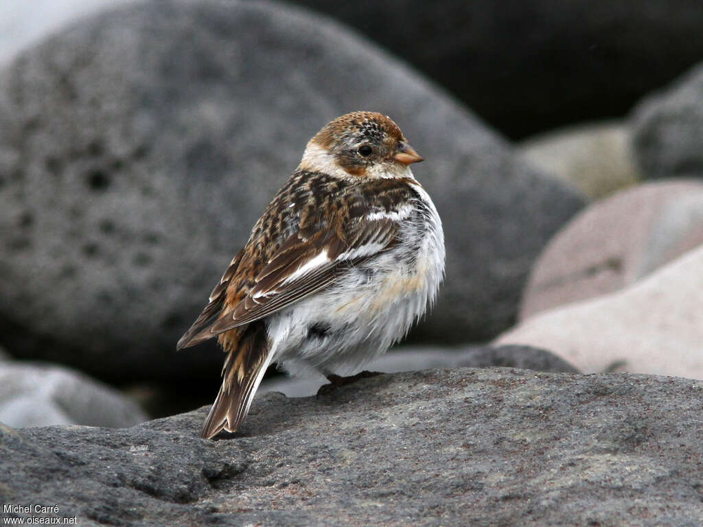 Snow Bunting female adult breeding, identification