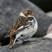 Snow Bunting