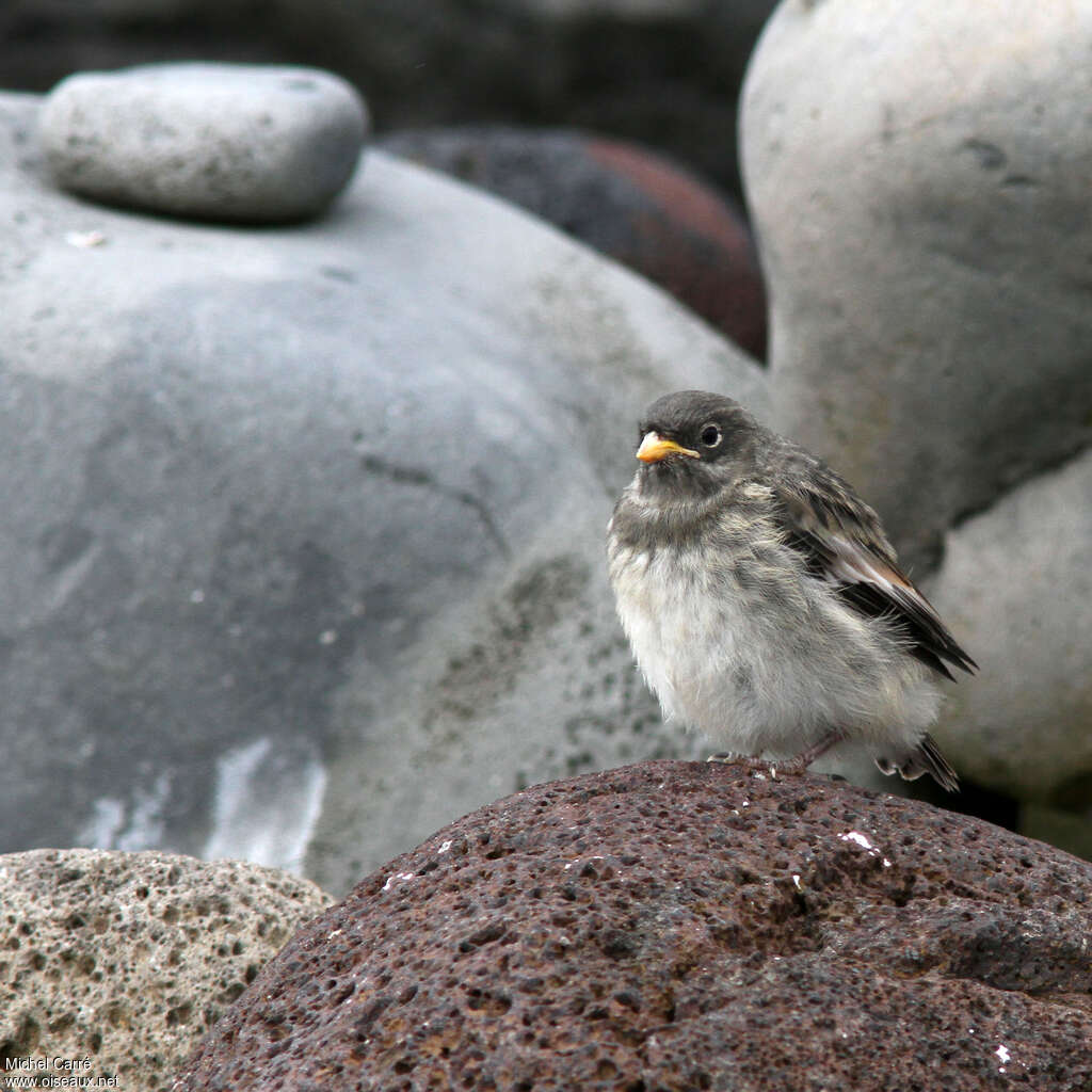 Bruant des neigesPoussin, identification