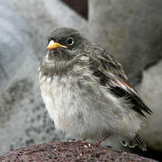 Snow Bunting