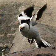 Snow Bunting