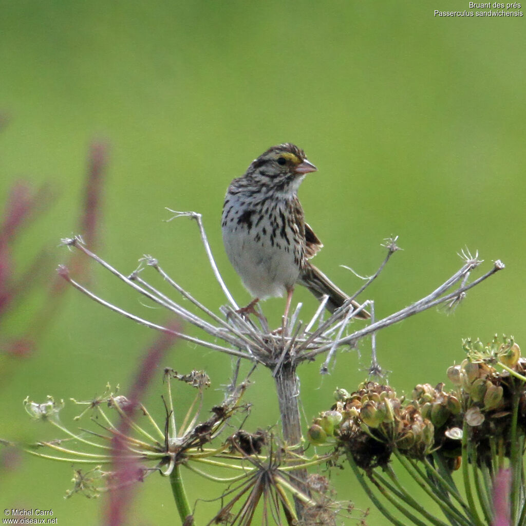 Savannah Sparrowadult