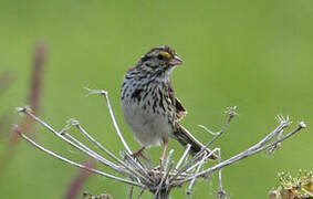 Savannah Sparrow