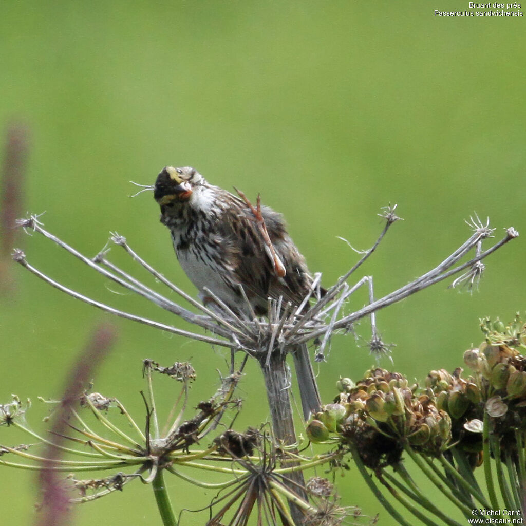 Savannah Sparrowadult