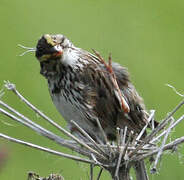 Savannah Sparrow