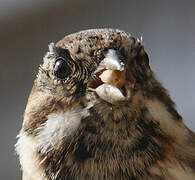 Common Reed Bunting