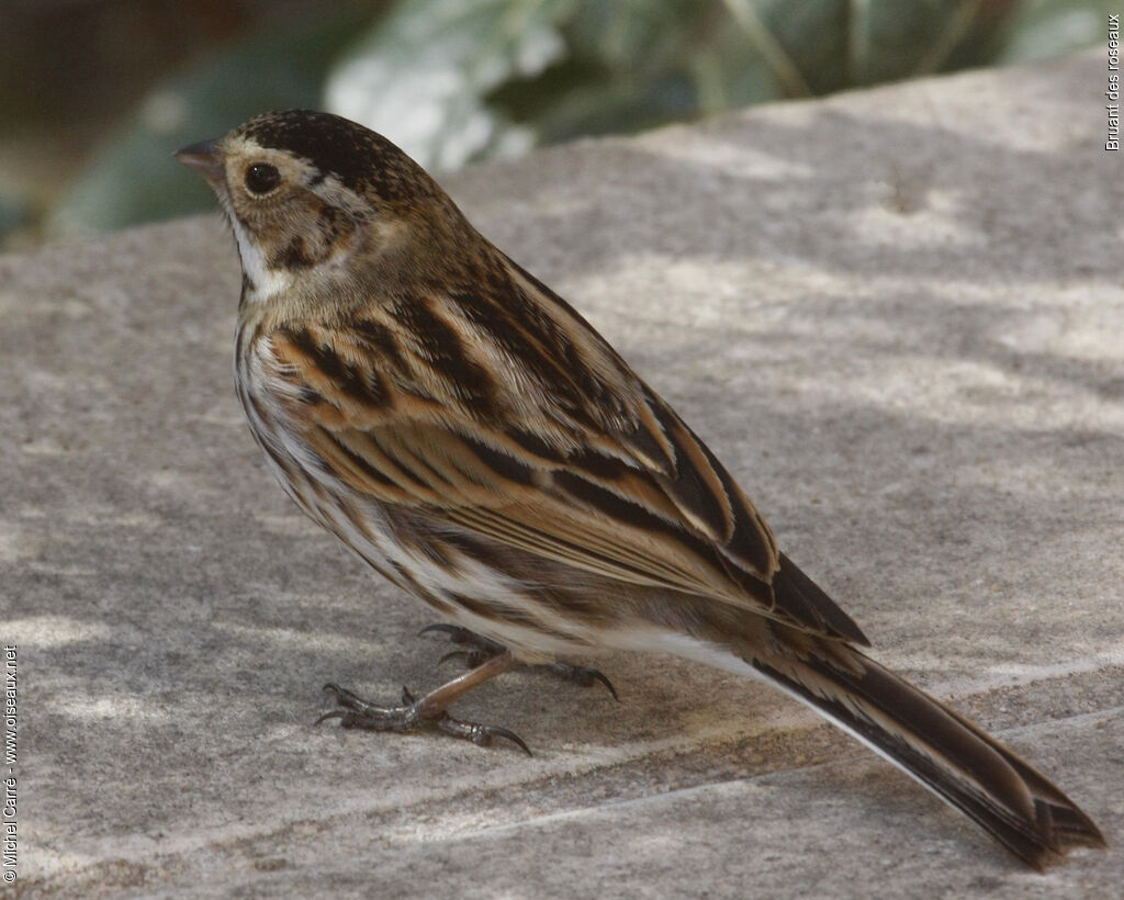 Common Reed Bunting male adult post breeding