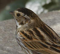 Common Reed Bunting